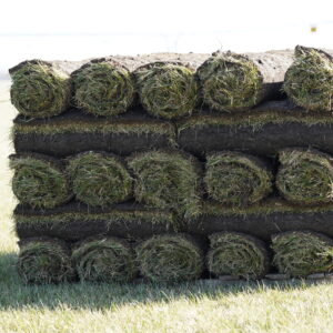 Black Beauty Fescue Sod
